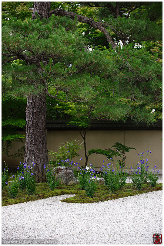 Chinese bellflowers growing on the moss garden of Rozan-ji temple, Kyoto, Japan