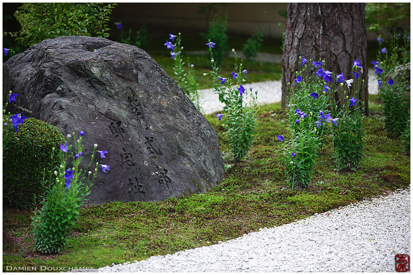Blue bellflowers blooming through moss in dry landscape garden, Rozan-ji temple, Kyoto, Japan
