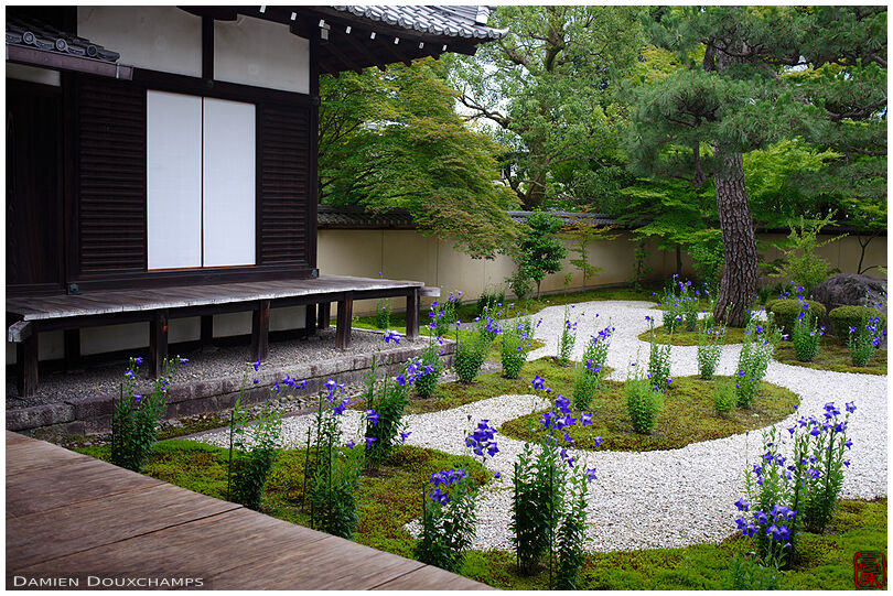 Bellflowers blooming in the modern rock and moss garden of Rozan-ji temple, Kyoto, Japan