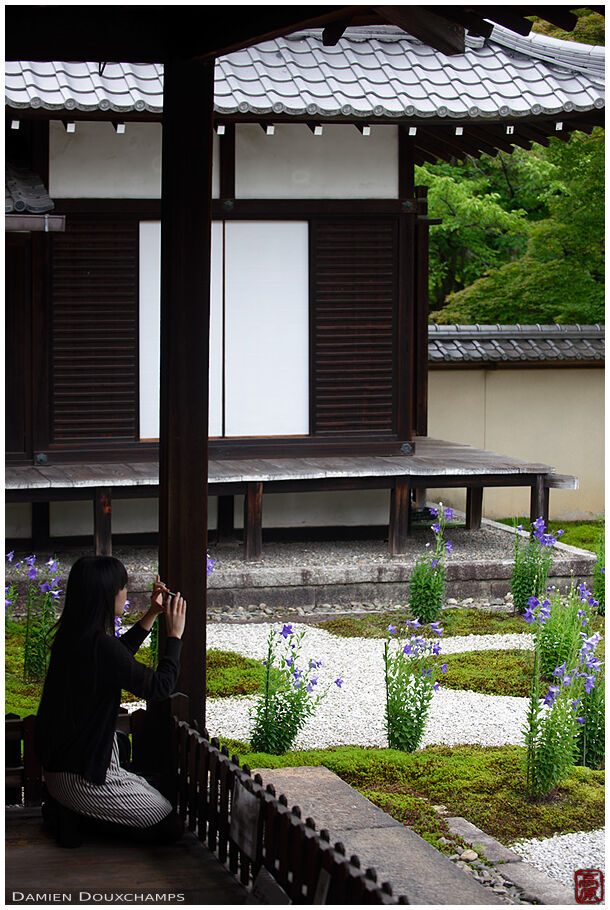 Photographing Rozanji temple garden during bellflower season, Kyoto, Japan