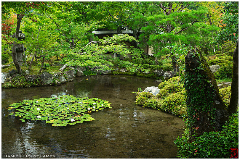 Pond with lilies during summer in the garden of Dainei-ken temple, Kyoto, Japan