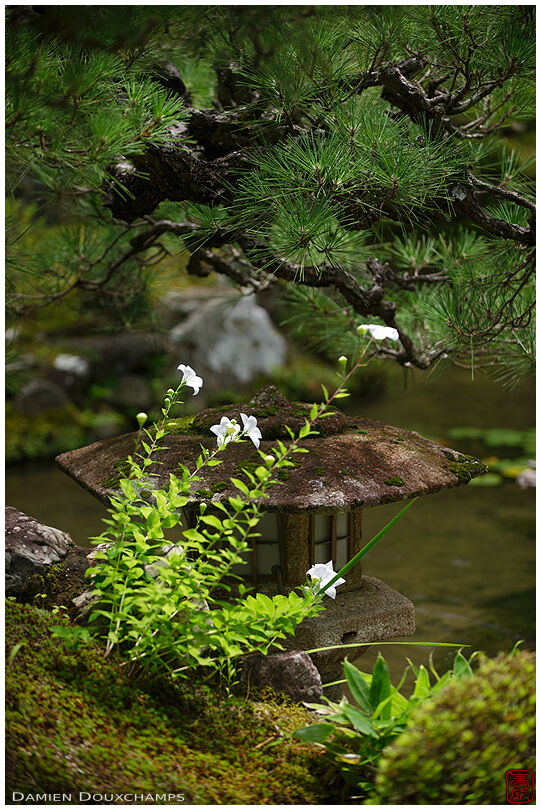 White flowers growing in front of a stone lantern, Dainei-ken, Kyoto, Japan