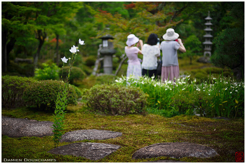 Bellflower erupting from moss garden while three ladies photograph the garden of Dainei-ken temple, Kyoto, Japan