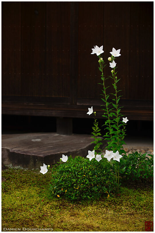 White bellflowers growing in the moss garden of Dainei-ken temple, Kyoto, Japan