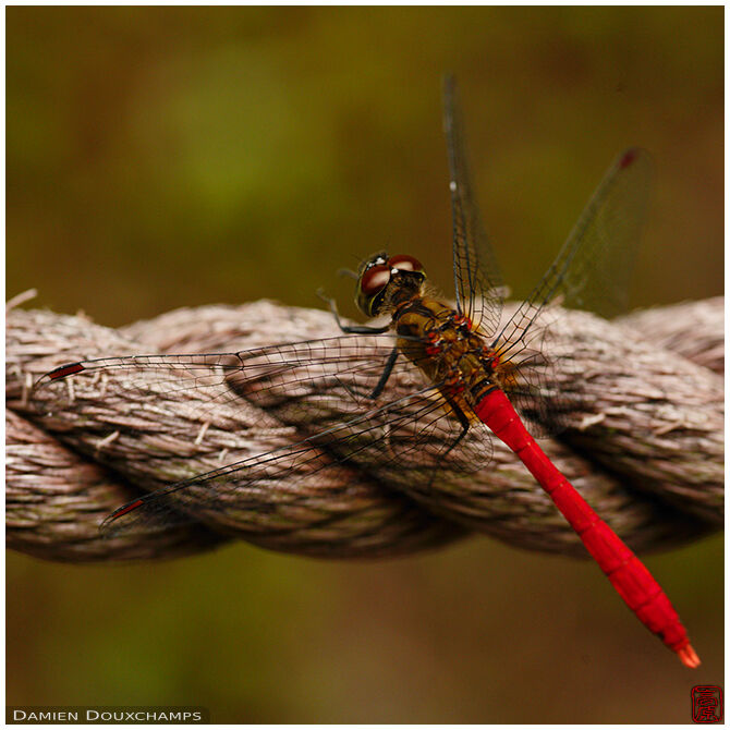 Red dragonfly on rope, Nanzen-in temple garden, Kyoto, Japan