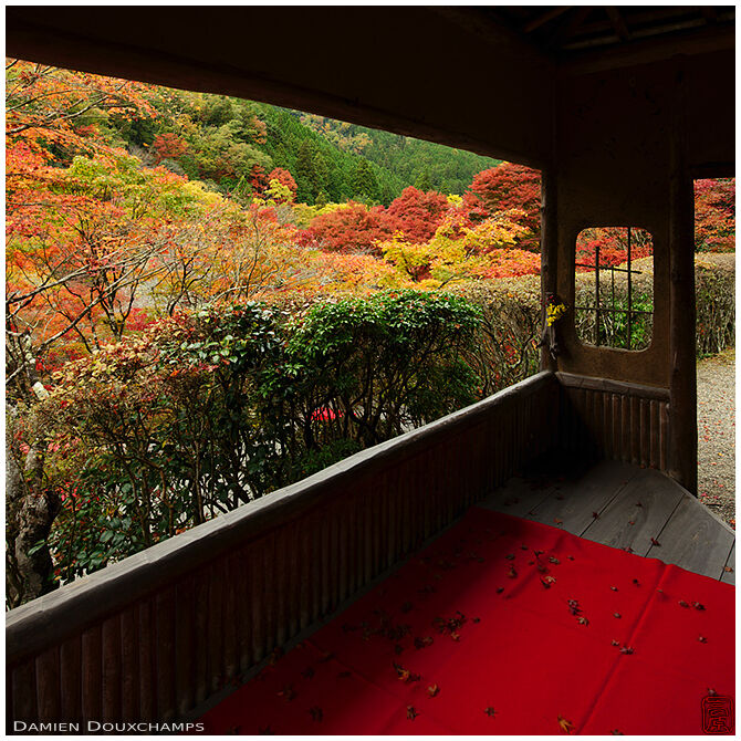 Autumn colors and fallen leaves in a pavilion of Hakuryu-en garden, Kyoto, Japan