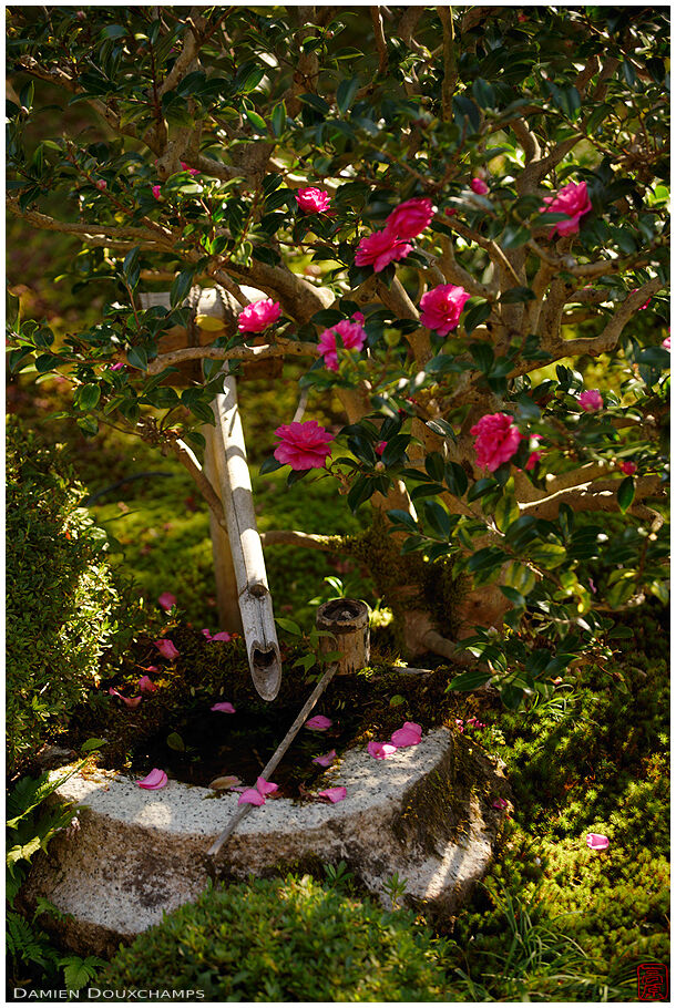 Tsukubai water basin under camellia bush, Unryu-in temple, Kyoto, Japan