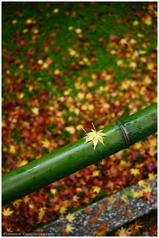 Fallen leaf on bamboo on a rainy autumn day, Kōetsu-ji temple, Kyoto, Japan