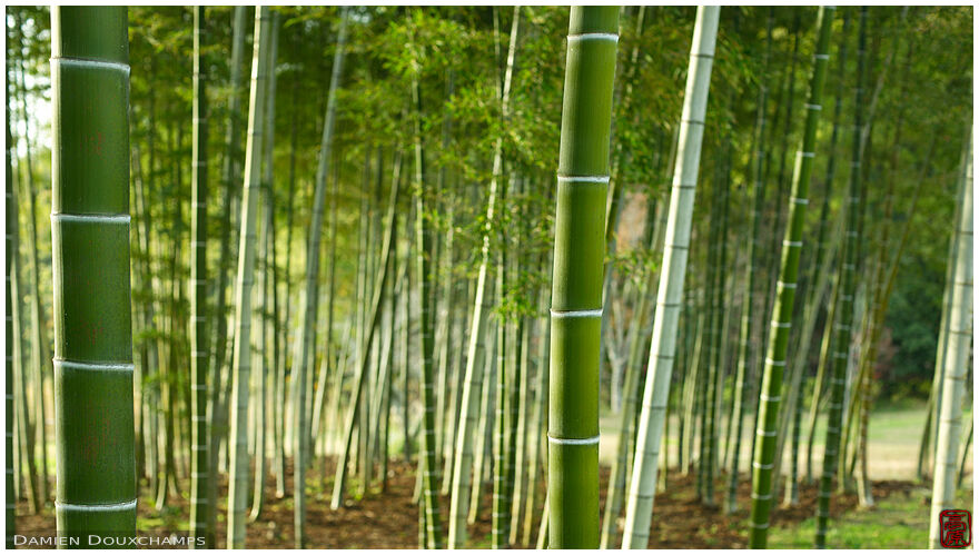 Bamboo grove in Heian-kyo gardens, Kyoto, Japan