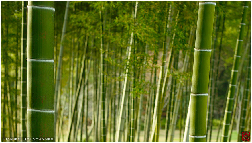 Green bamboo grove in the Heian-kyo garden, Kyoto, Japan