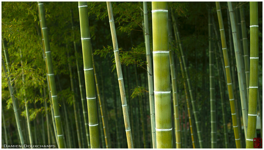 Bamboo grove in Heian-kyo, Kyoto, Japan