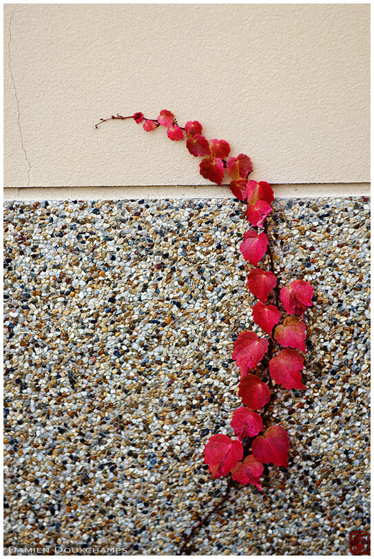 Red ivy bravely climbing on wall, Naramachi, Nara, Japan