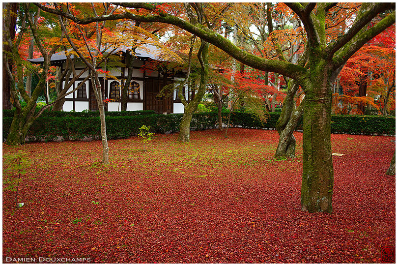 Carpet of red fallen maple leaves in Shinyo-do temple, Kyoto, Japan
