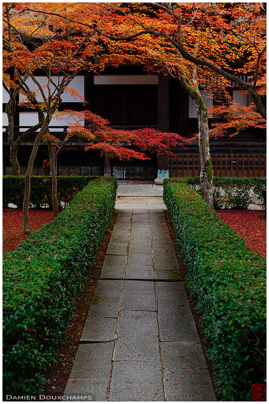 Maple trees and fallen autumn leaves on the grounds of Shinyodo temple, Kyoto, Japan