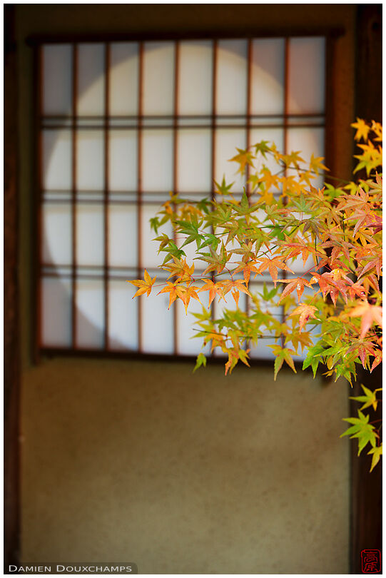 Round window and subtle autumn leaves in the Nishimura villa, Kyoto, Japan