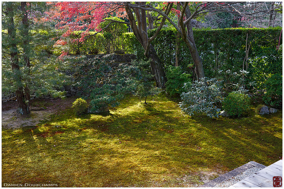 Simple moss garden in Chotoku-in temple, Kyoto, Japan