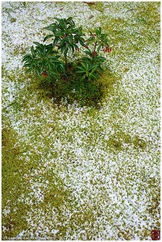 Light sprinkle of snow on the moss of Murin-an garden, Kyoto, Japan