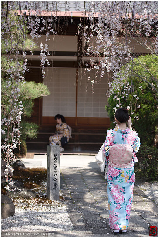 Woman with sprink-coloured kimono under blooming cherry tree in Honman-ji temple, Kyoto, Japan