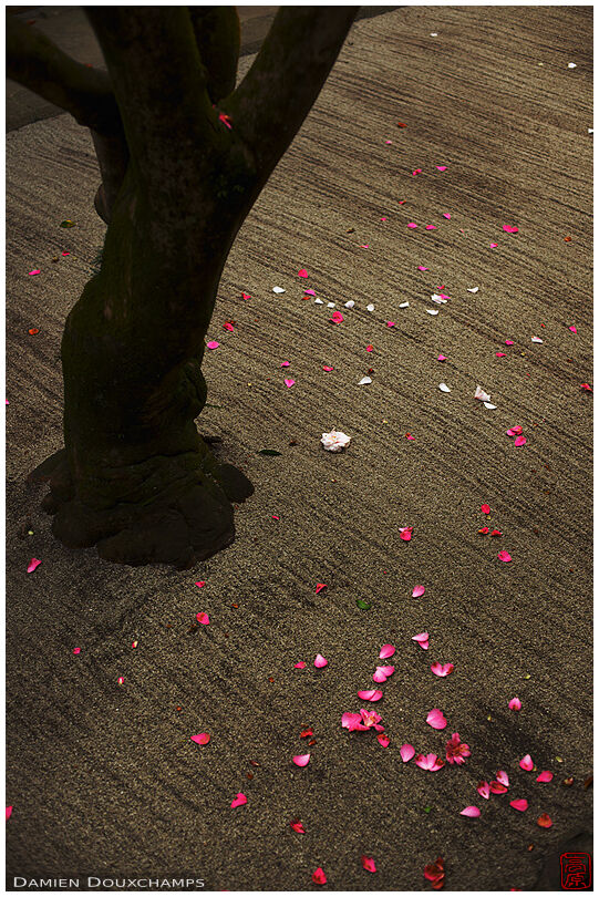 Fallen camellia petals on raked sand garden in Honen-in temple, Kyoto, Japan