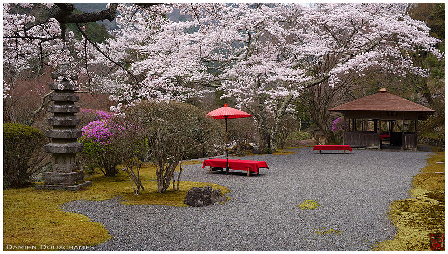 Cherry blossom season in Hakuryu-en garden, Kyoto, Japan