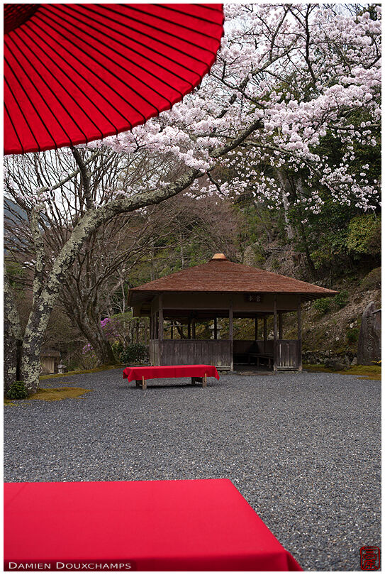 Cherry blossom season in Hakuryu-en garden, Kyoto, Japan
