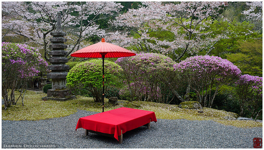 Sakura and tsutsuji blooming around a sitting area with a traditional Japanese umbrella, Hakuryu-en garden, Kyoto, Japan