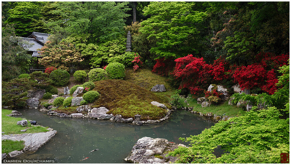 Kirishima rhododendrons blooming in Shoren-in garden, Kyoto, Japan