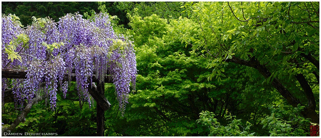 Purple wisteria and new green maple leaves in Nobotoke-an, Kyoto, Japan