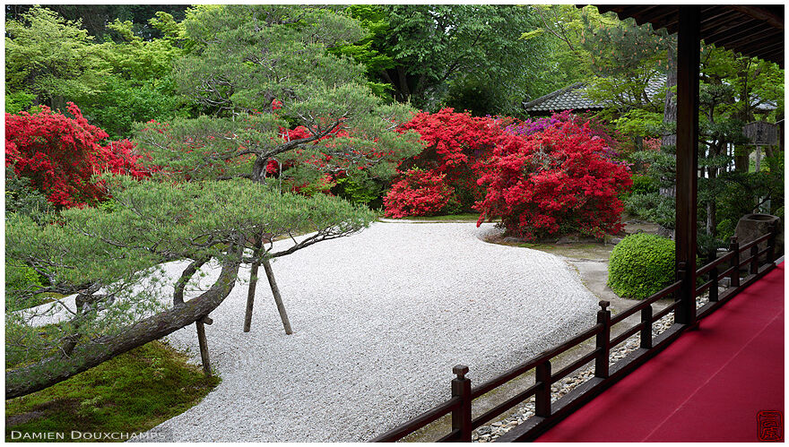 Red azaleas in Manshuin temple rock garden, Kyoto, Japan