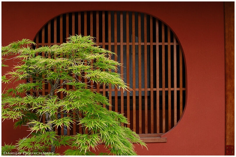 Green maple tree in front of ochre facade, Kyoto, Japan