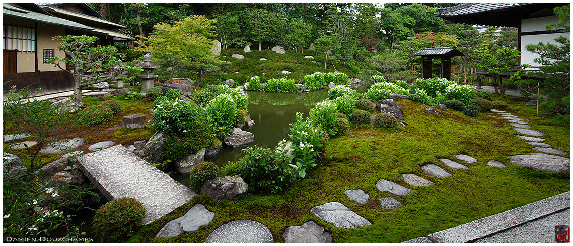 Hangesho blooming on the edge of Ryosoku-in temple garden pond, Kyoto, Japan