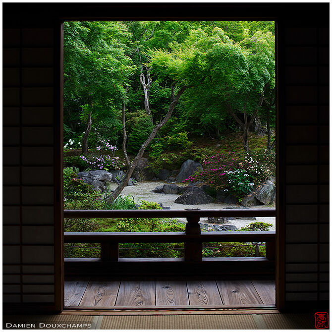 Little touches of colours in the green garden of Hokyo-in temple, Kyoto, Japan