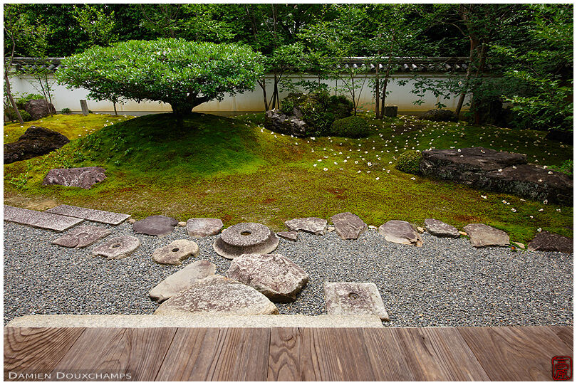 Sala flowers fallen on moss garden, Torin-in temple, Kyoto