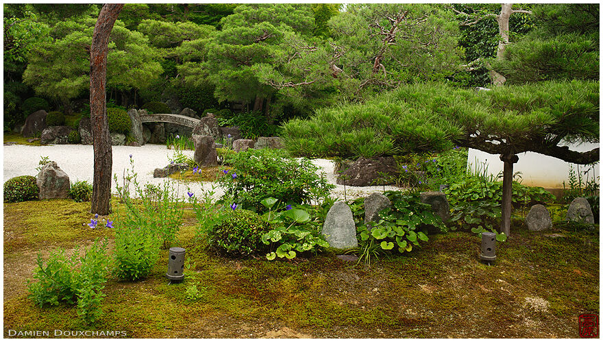 Moss and rock garden with early bellflowers, Torin-in temple, Kyoto, Japan