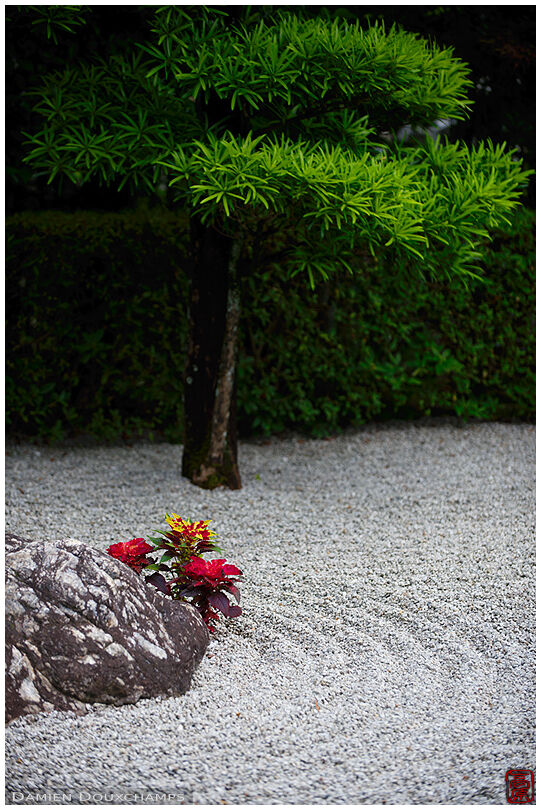 Unknown red flower growing in the middle of a rock garden of Taizo-in temple, Kyoto, Japan