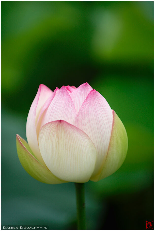 Lotus flower detail, Mimuroto-ji temple, Kyoto, Japan