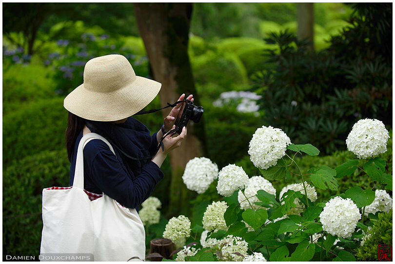 Photographing hydrangea flowers in Mimuroto-ji temple, Kyoto, Japan
