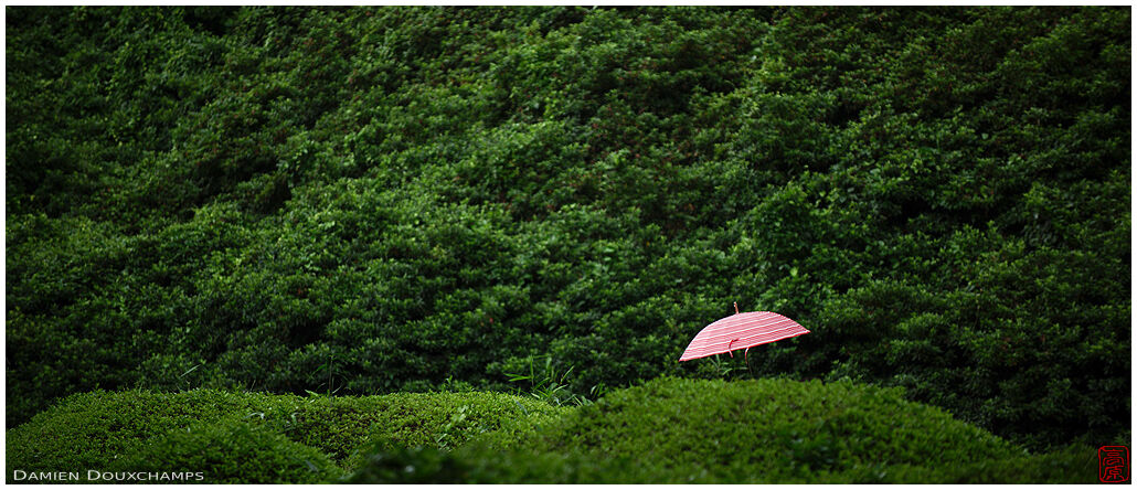 Rainy summer day in Mimuroto-ji temple, Kyoto, Japan