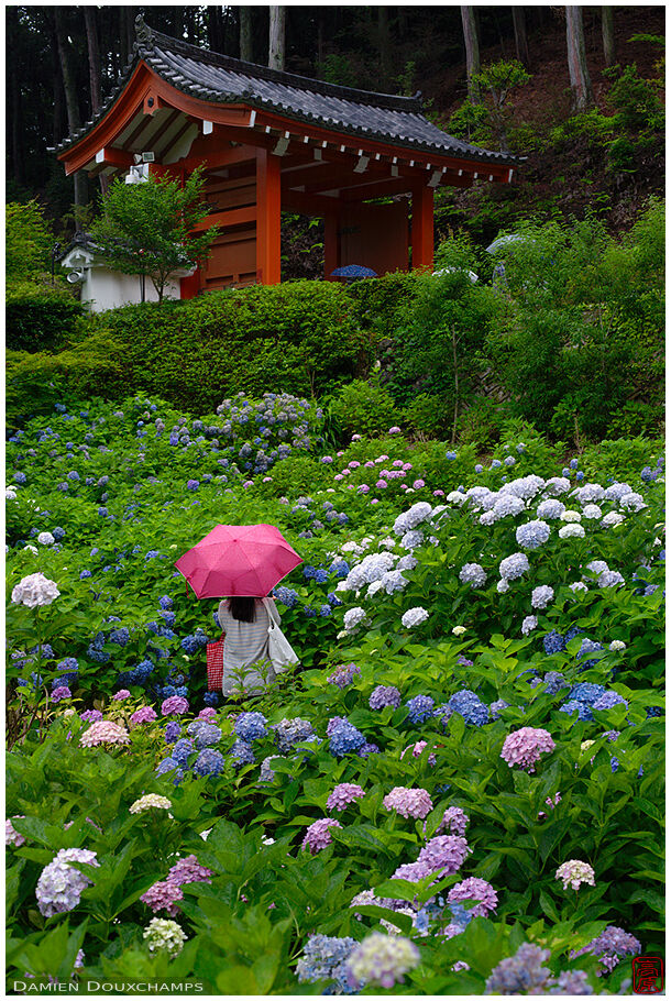 Rainy day during hydrangea season, Mimuroto-ji temple, Kyoto, Japan, Asia