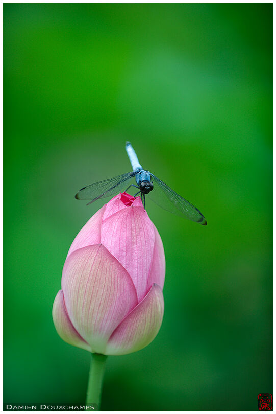 Dragonfly on closed pink lotus flower, Hokongo-in temple, Kyoto, Japan