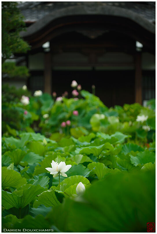 White lotus flower, Hokongo-in temple, Kyoto, Japan