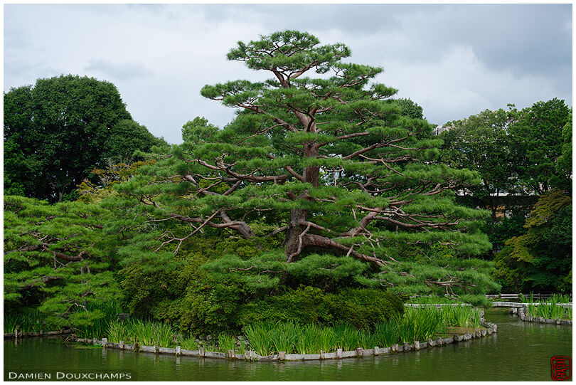 Neatly trimmed pine tree on an island of the Umenomiya shrine gardens, Kyoto, Japan