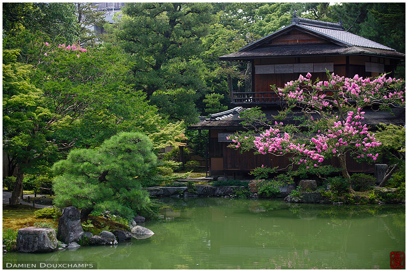 Bright pink sarusuberi tree blooming at edge of tea house pond, Kyoto, Japan