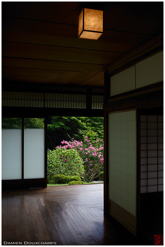 Sarusuberi tree blooming from inside the building of Wachu-an, Kyoto, Japan