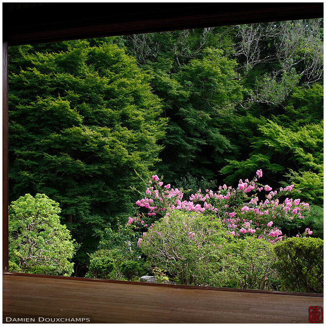 Pink sarusuberi tree blooming in the garden of Watchu-an, Kyoto, Japan