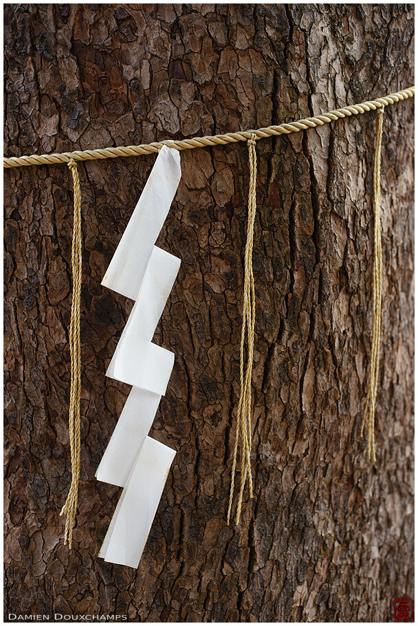 Tree with sacred rope, Seimei shrine, Kyoto, Japan