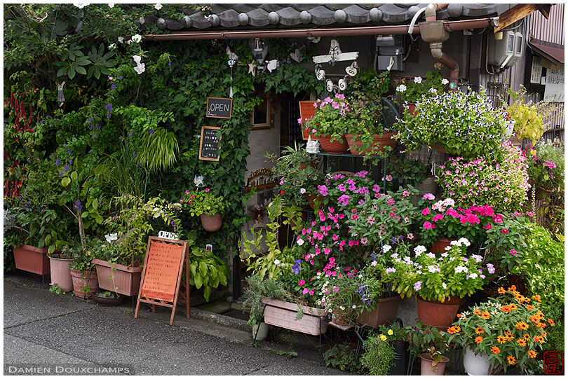 Small shop facade disappearing behind potted flowers, Kyoto, Japan