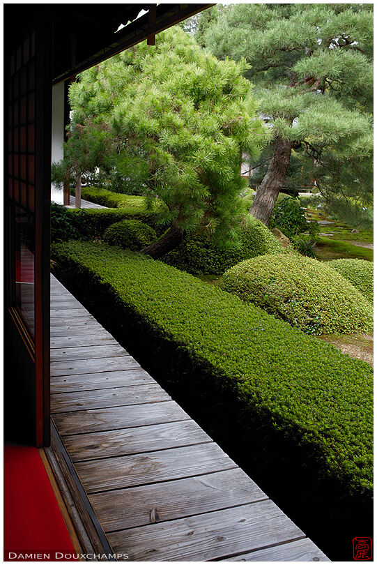 Precisely trimmed rhododendrons and pine trees in the garden of Unryu-in temple, Kyoto, Japan