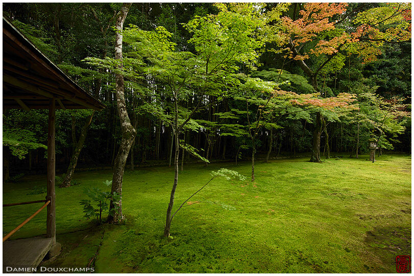 Koto-in temple moss garden, Kyoto