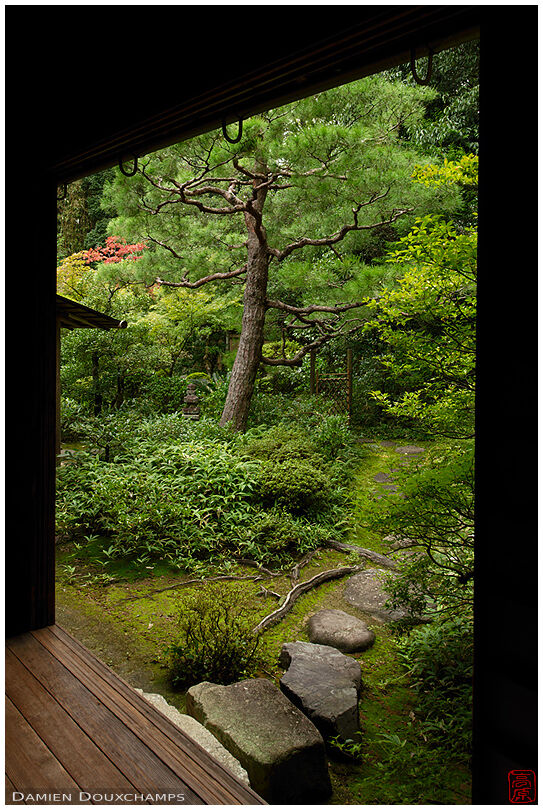 Stepping stones leaving to dense green garden with old pine tree in Koto-in temple, Kyoto, Japan